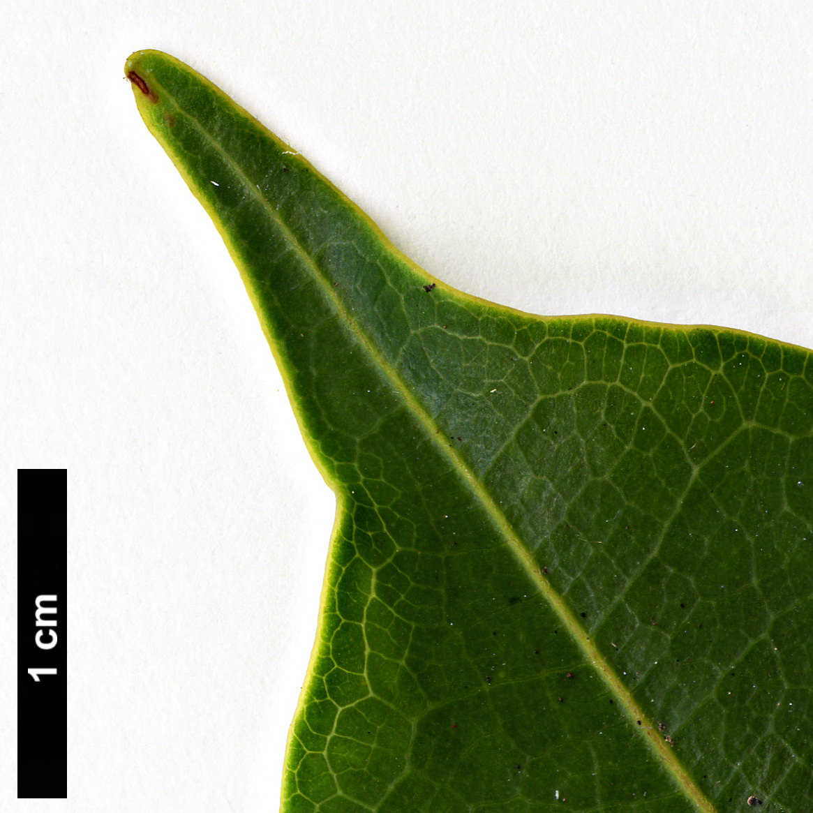 High resolution image: Family: Magnoliaceae - Genus: Magnolia - Taxon: cathcartii High resolution image: Family: Magnoliaceae - Genus: Magnolia - Taxon: cathcartii